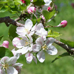 Aplle on Michigan State Flower Apple Blossom Pyrus Coronaria