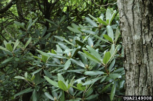 West Virginia State Flower: Big Laurel