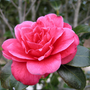 Flower Camellia