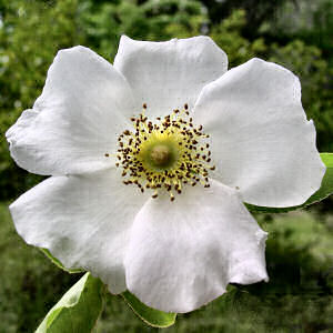 Georgia Floral Emblem: Cherokee Rose