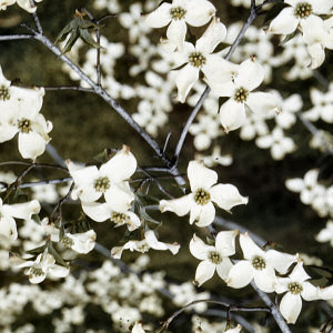 Virginia State Flower: American Dogwood