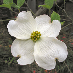 Flower Coloring Pages on North Carolina State Flower Dogwood Cornus Florida