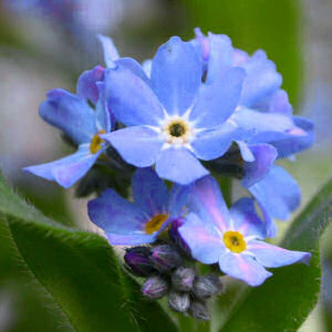 Alaska State Flower and Floral Emblem