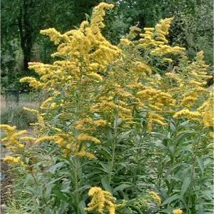 Nebraska Floral Emblem: Giant Goldenrod