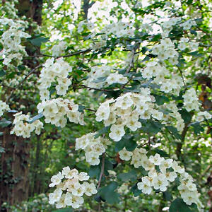 Missouri State Floral Emblem: Hawthorn Blossom