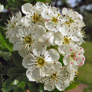 Flower  on Missouri State Flower Hawthorn Blossom Crataegus