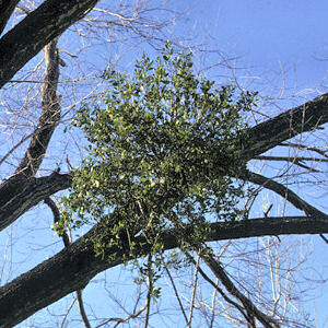 Oklahoma Floral Emblem:Mistletoe