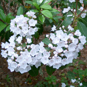 the mountain laurel