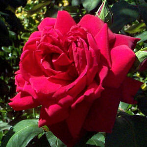 Oklahoma State Flower: Oklahoma Rose