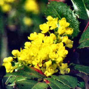 Oregon State Flower: Oregon Grape