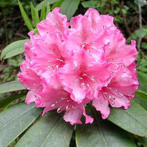 Flower on Washington State Flower Coast Rhododendron Rhododendron Macrophyllum