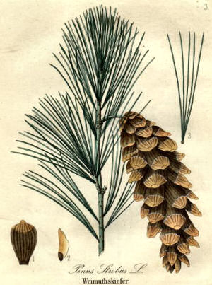 Maine State Floral Emblem: Pine Cone and Tassel
