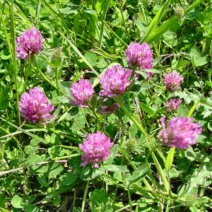 Vermont State Flower: Red Clover