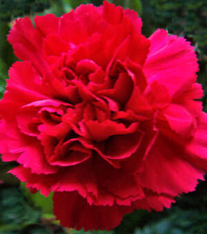 Ohio State Flower: Scarlet Carnation