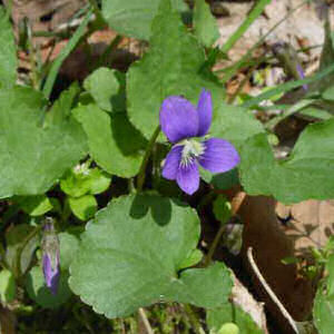 Rhode Island State Flower: Violet