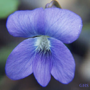 Wisconsin State Flower: Wood Violet