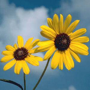 http://www.netstate.com/states/symb/flowers/images/wild_native_sunflower.jpg