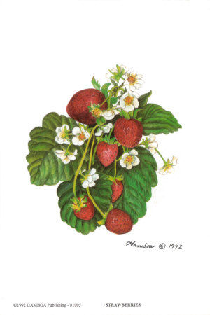 North Carolina state red berry