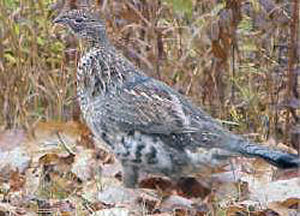 Flower Games on Pennsylvania State Game Bird  Ruffed Grouse   Bonasa Umbellus