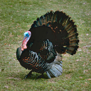 American Wild Turkey