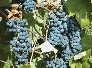 Missouri State Grape