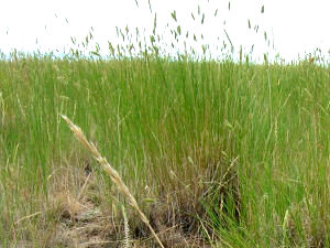 South Dakota state grass