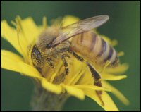 Vermont State Insect
