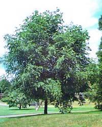 The Yellowwood Tree