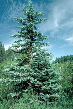 Colorado State Tree: Colorado Blue Spruce