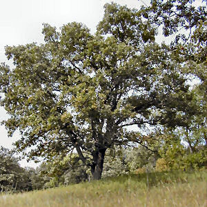 Iowa state tree