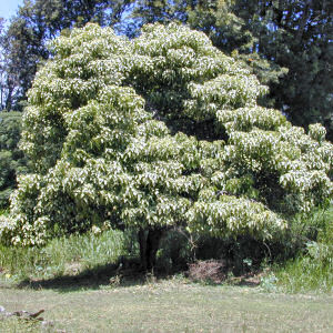 Hawaii State Tree: Kukui Tree