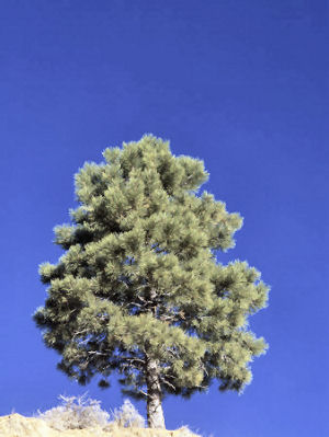 New Mexico state tree