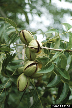 Texas state tree