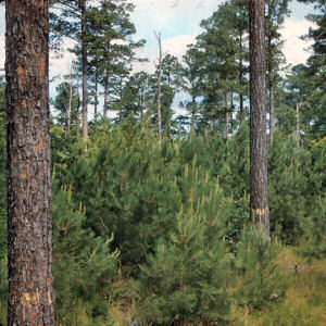 Arkansas State Tree: Pine Tree