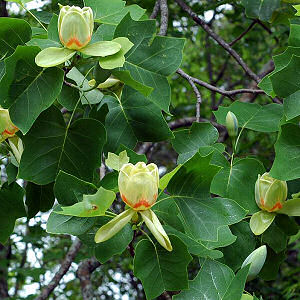 Yellow Flower Picture on Indiana State Tree Tulip Tree Liriodendron Tulipifera