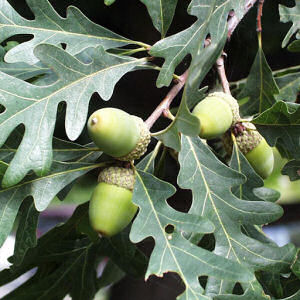 Illinois State Tree: White Oak