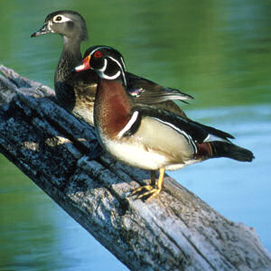 Mississippi state waterfowl