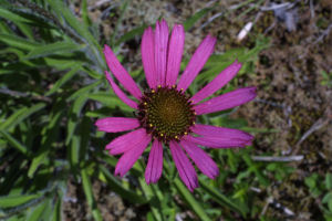 Tennessee state wild flower
