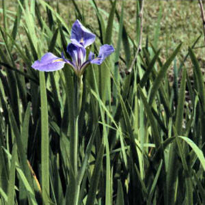 Louisiana state wildflower