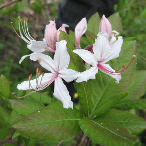Georgia state wild flower