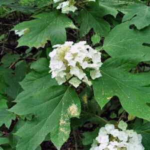 Alabama state wildflower