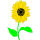 Kansas state flower