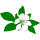 Louisiana state flower