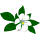 Misssissippi state flower