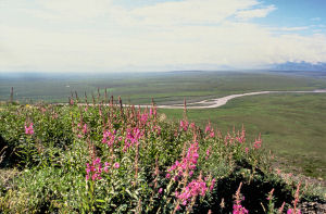 Arctic Coastal Plain, Alaska