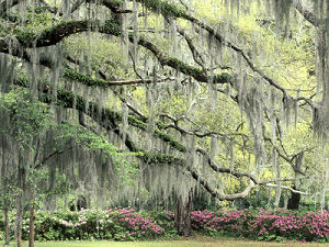 Spanish Moss, Savannah