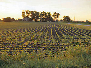 Soy Bean Field