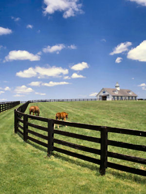 Thoroughbred Farm in Kentucky