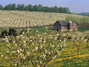 Cherry Orchard, Leelanau County