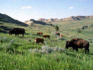 American Bison, Theodore Roosevelt National Park